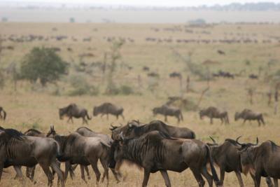 part of the great wildebeest migration