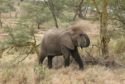 elephant dusting down
