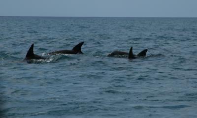 Dolphins at Kizim Kaze