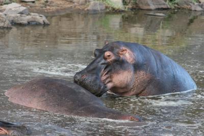 Single hippo