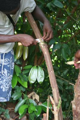 Cinnamon bark, spice farm