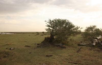 Trail of destruction, Manyara