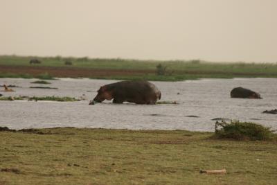 Hippo in dehydrated lake