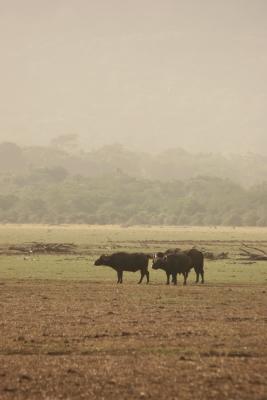 Buffalo at dusk, Manyara