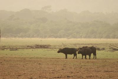 Same buffalos, Manyara