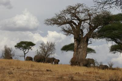 Elephants under baobab tree