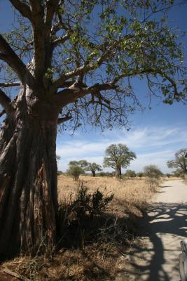 How old is this baobab tree?