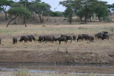 Buffalo herd, Tarangire