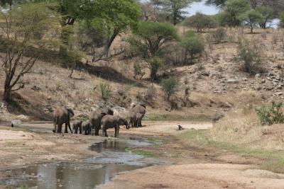 Elephants in the river, Tarangire