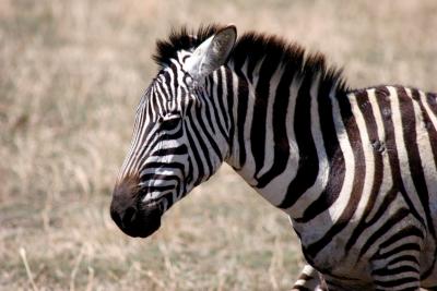 Zebra, Ngorongoro