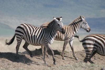 Zebras at Ngorongoro