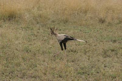 Secretary bird, Serengeti