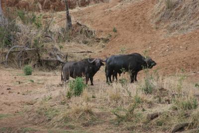 Buffalos, Tarangire