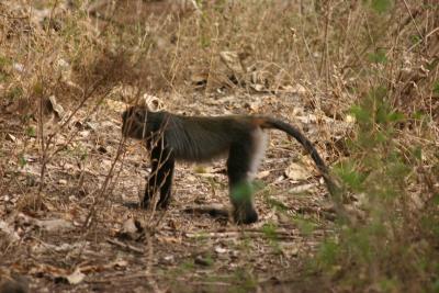 Vervet monkey, Manyara