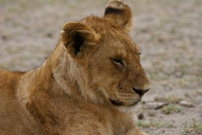 Lioness, Serengeti