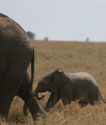 Elephant and baby, Serengeti