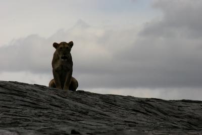 Lion silhouette, Serengeti