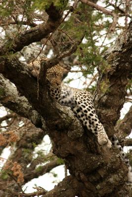 Sleeping leopard, Serengeti