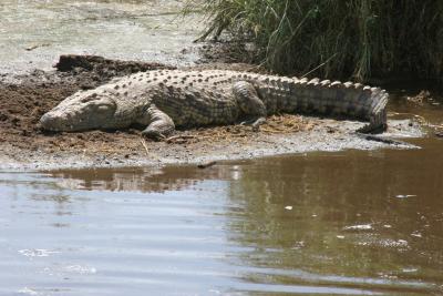 Croc, Serengeti