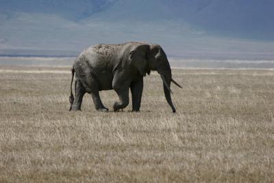 Elephant at Ngorongoro