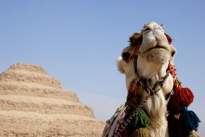 Camel, Saqqara