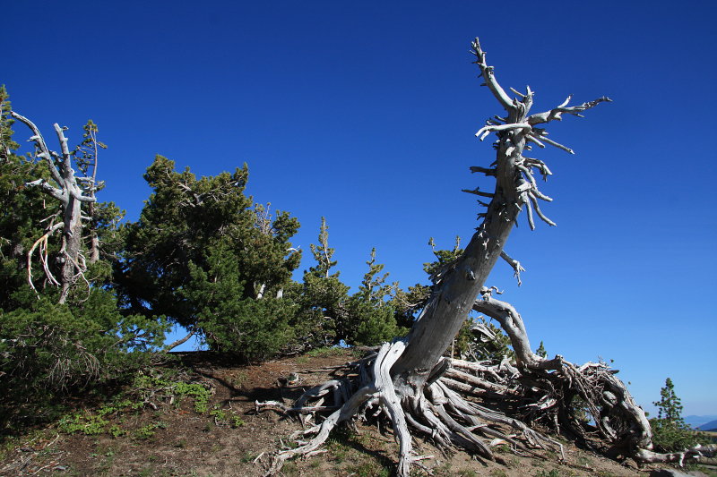 DEAD TREE