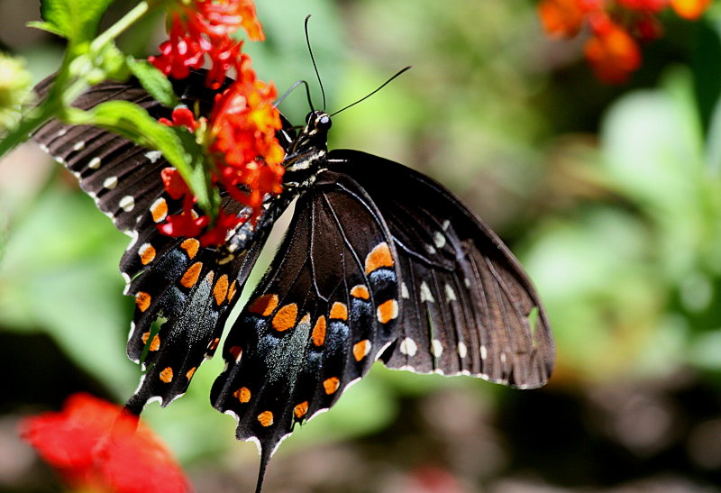 BUTTERFLY
