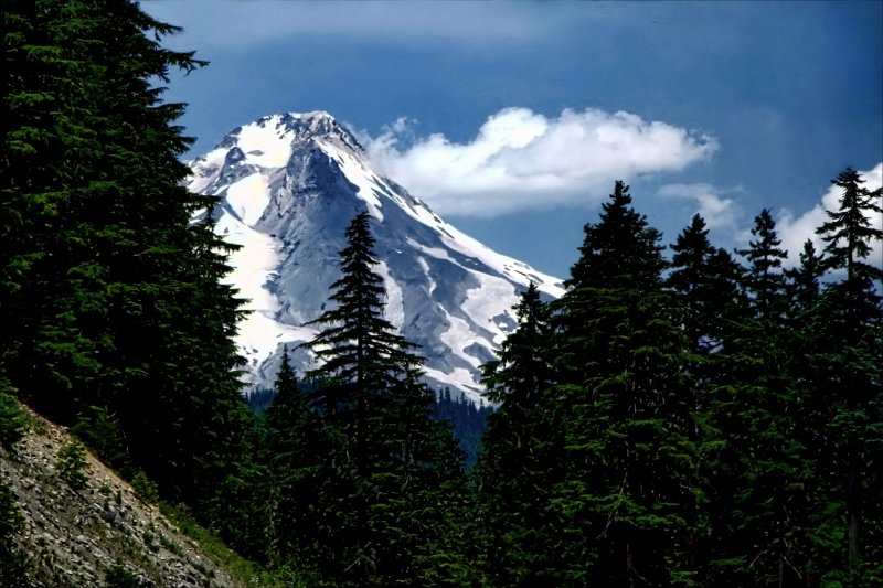 VIEW OF MT. HOOD THRU THE TREES