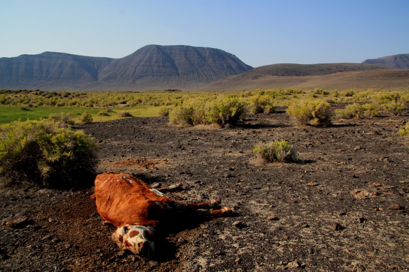 DEATH IN THE HIGH DESERT