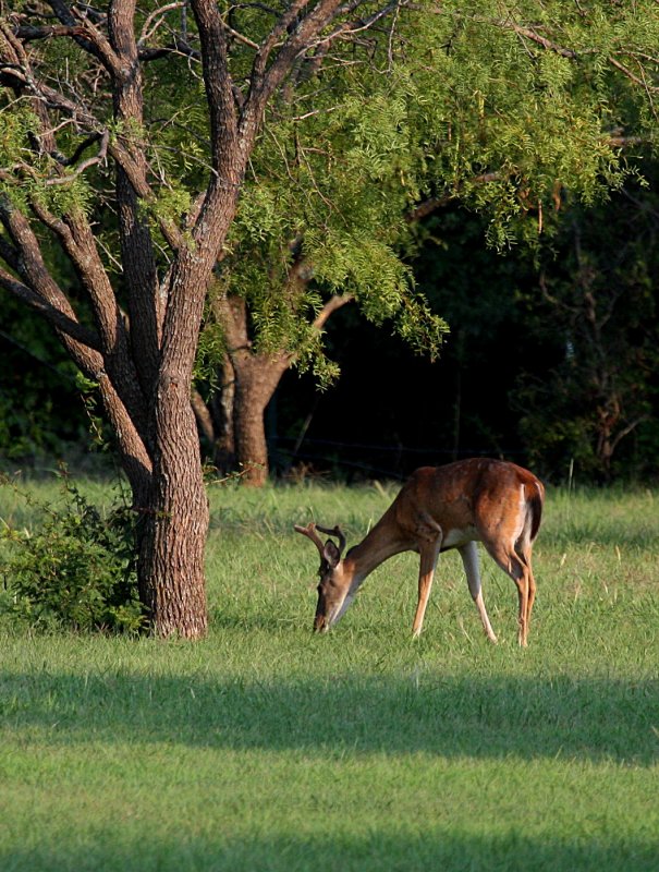 FIRST BUCK IVE SEEN THIS YEAR