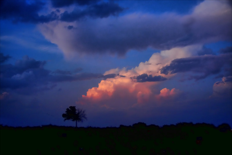 LONE TREE LOOKING AT THE EAST SIDE AT SUNSET