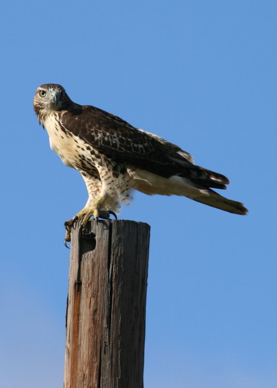 SWAINSONS HAWK