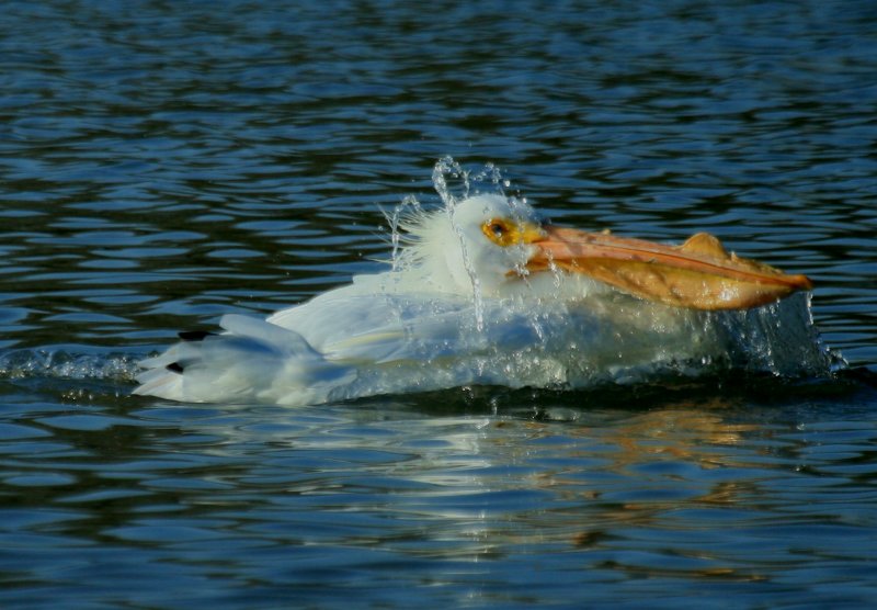 SPLISH, SPLASH, I WAS TAKING A BATH!
