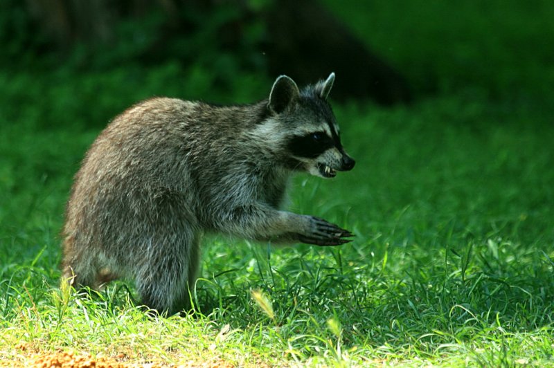 MEAN OL RACCOON
