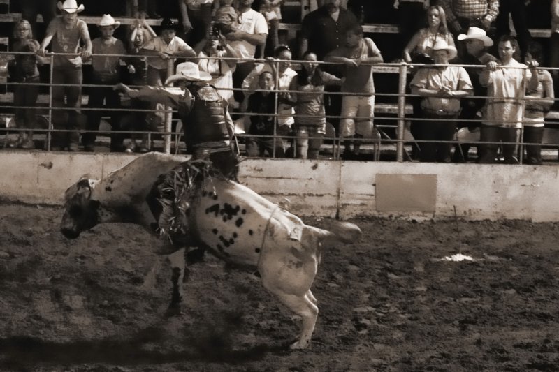 BULL RIDING