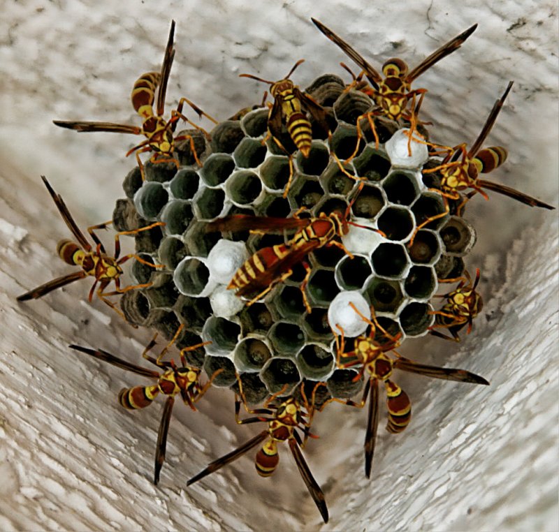 ARCHITECTURE BY YELLOW JACKETS