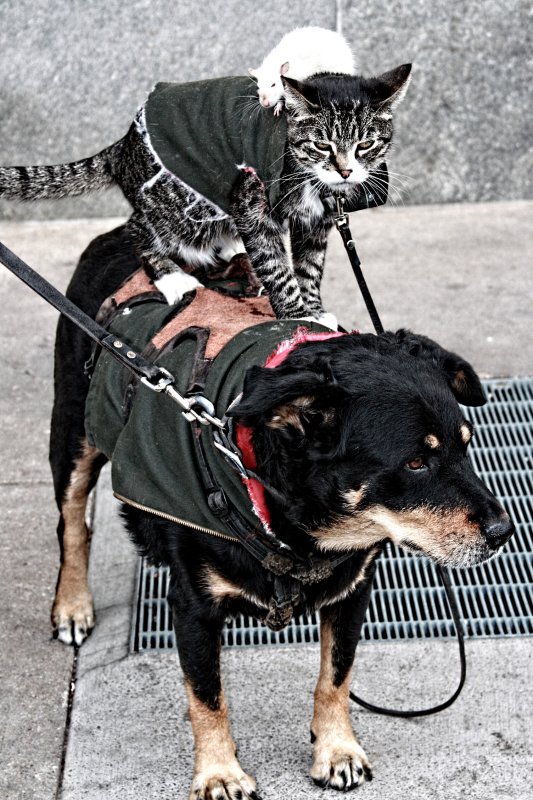 RAT, CAT AND DOG....FOOD CHAIN?  I THINK NOT!