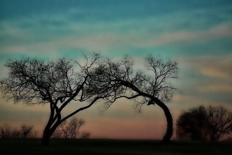 TOUCHING TREES
