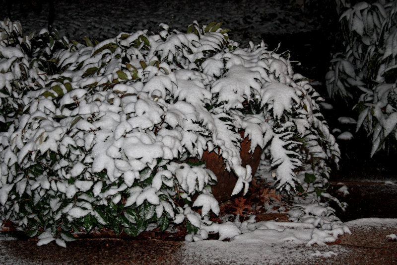 SNOW LADEN SHRUB