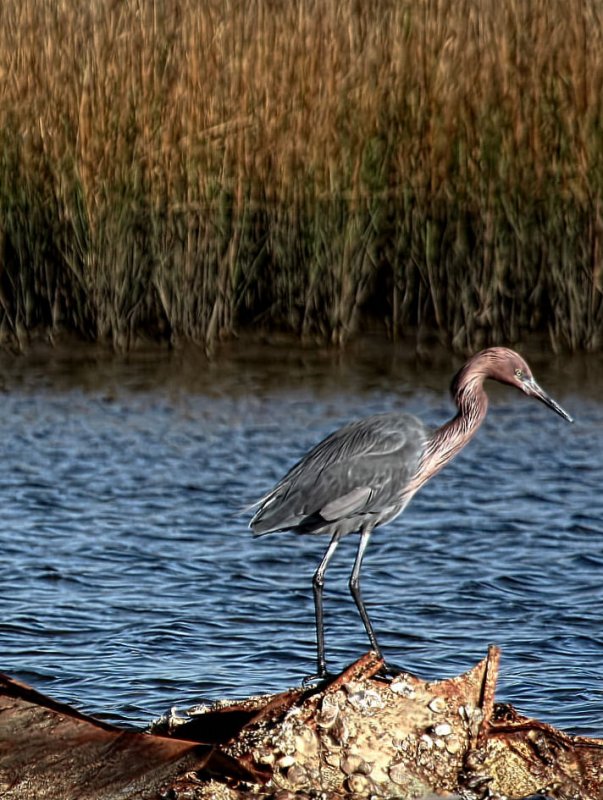 REDDISH EGRET