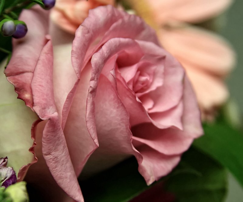 THE ROSE