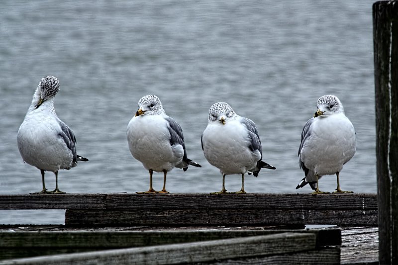 FOUR LAKE GULLS