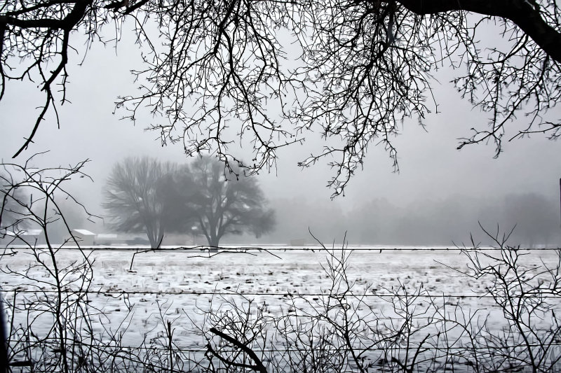 SNOW AND FOG THRU THE TREES