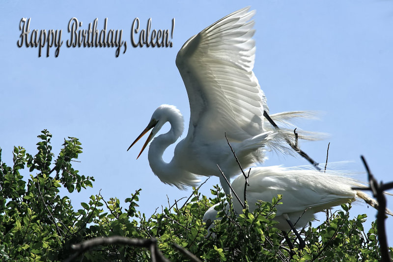 HAPPY BIRTHDAY, COLEEN!
