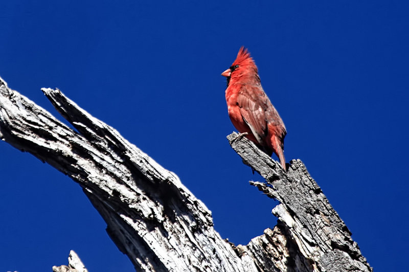 CARDINAL