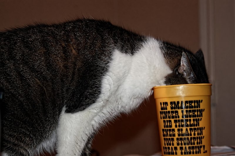 CAT IN A CUP