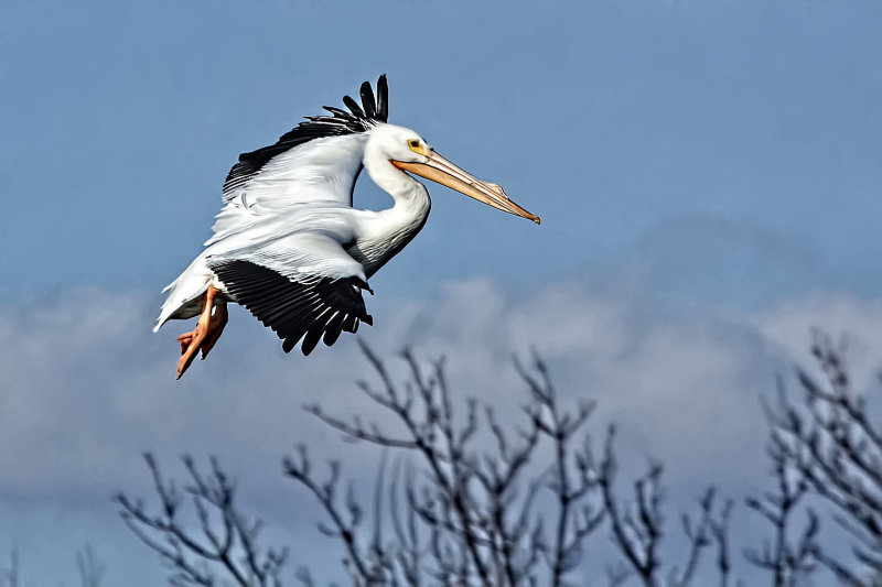 FLYING IN