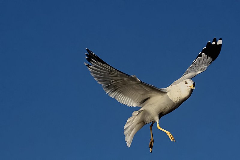 SKY DANCING