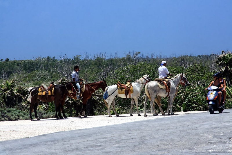 HORSES