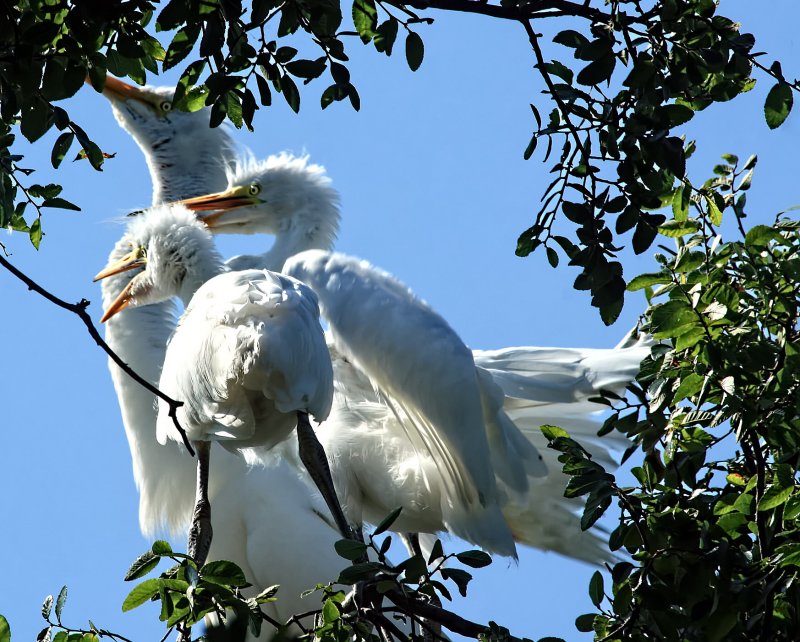 MEMORIES - JUST REMEMBERING COLEENS EGRETS